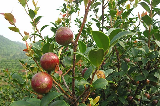 高標(biāo)準(zhǔn)油茶示范林基地項目